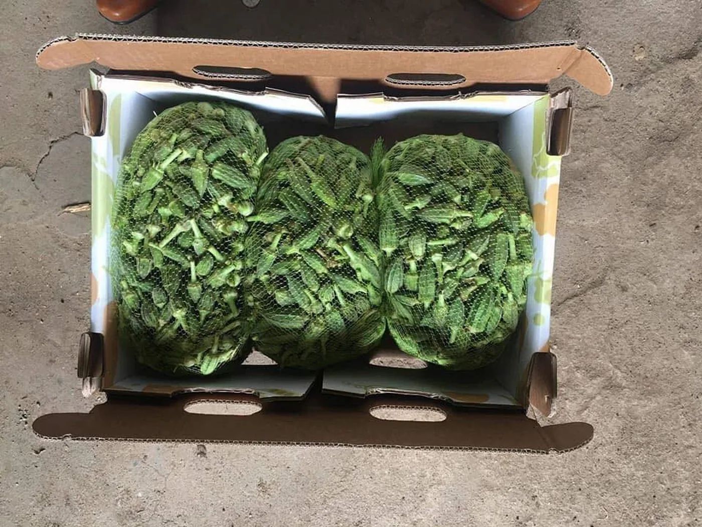 Fresh cut spinach packed in export cartons