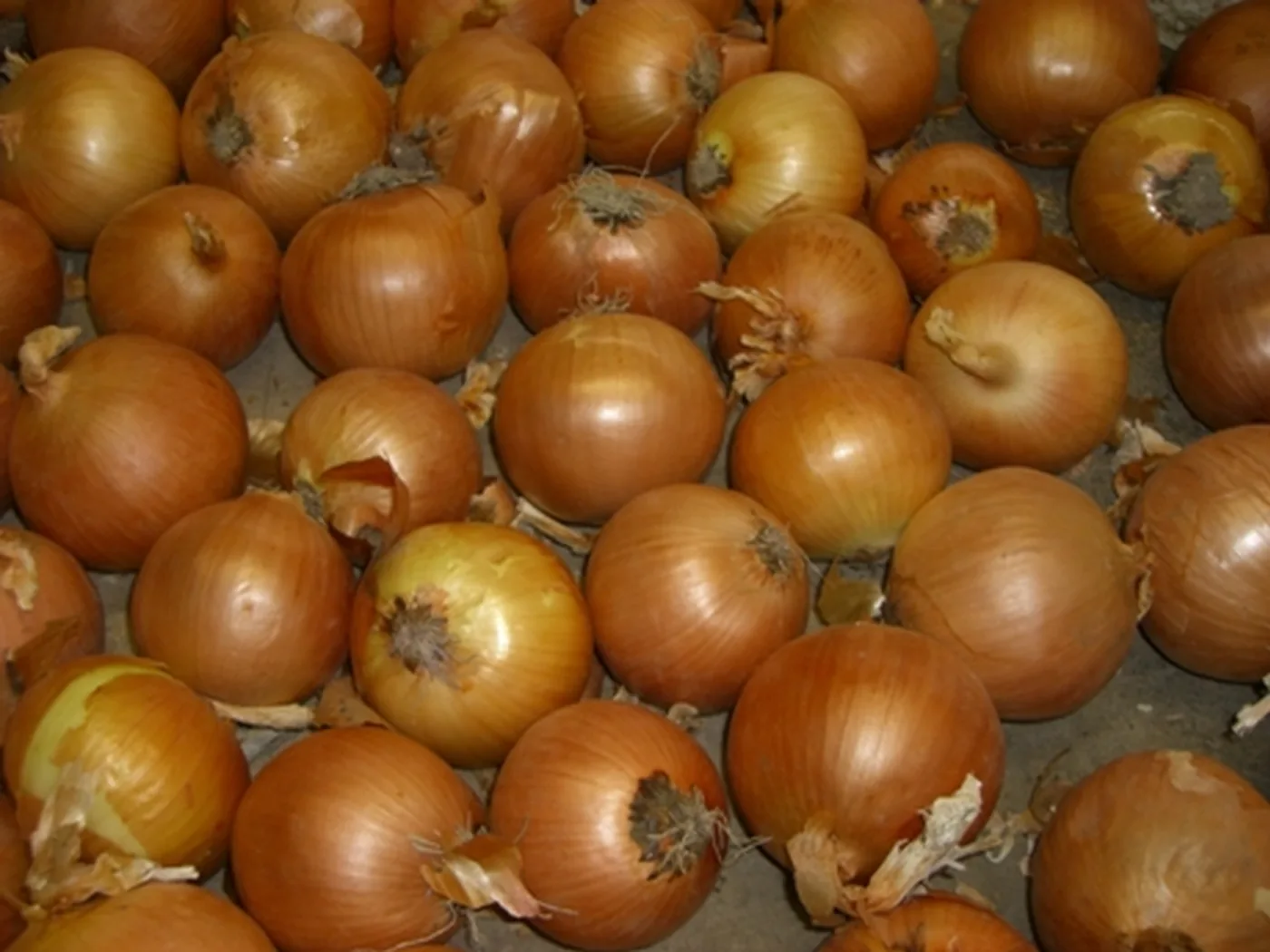 Freshly harvested Egyptian onions
