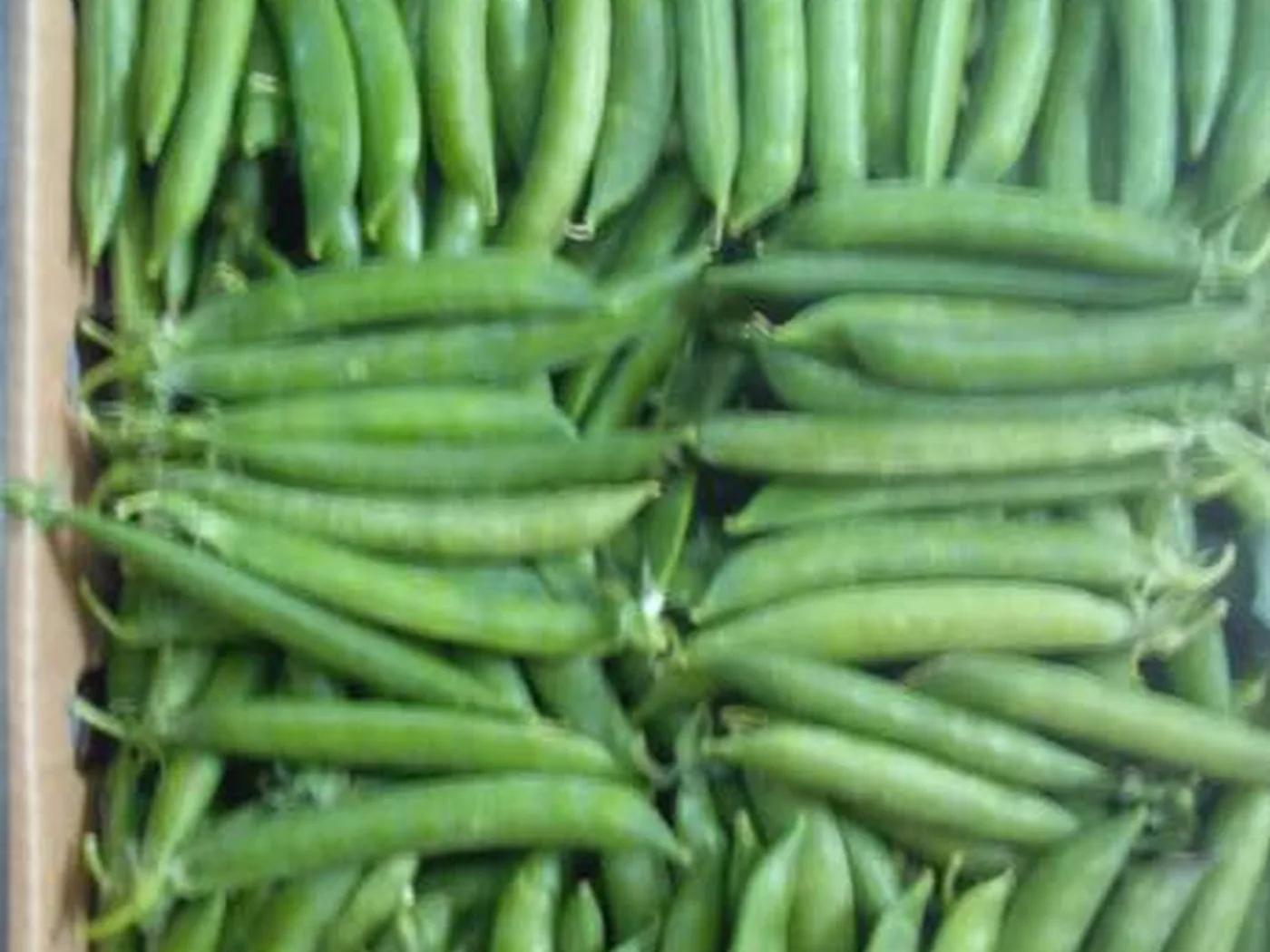 Fresh green beans packed in an export carton