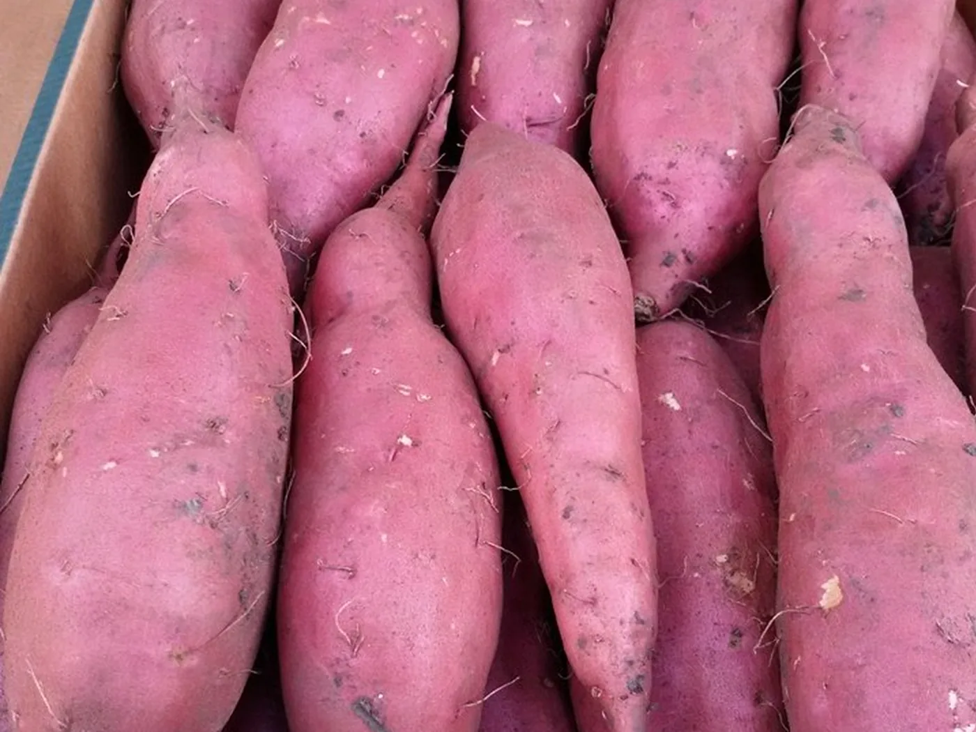Fresh sweet potatoes packed in an export carton