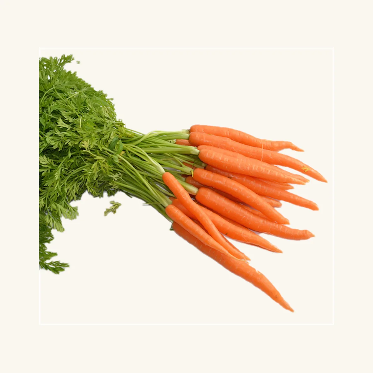 Fresh Egyptian carrots with green tops