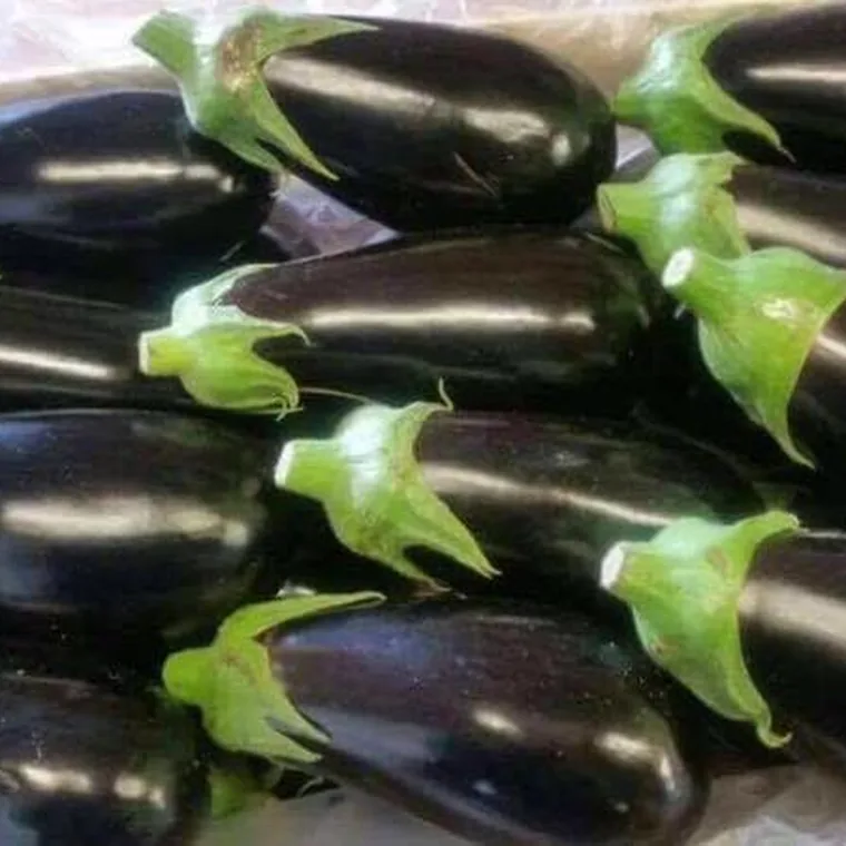 Fresh Egyptian eggplants packed in a crate
