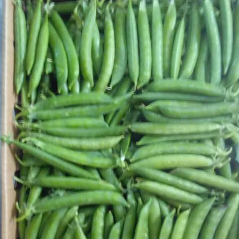 Fresh green beans packed in an export carton