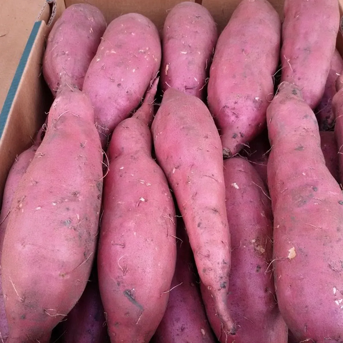 Fresh Egyptian sweet potatoes packed in an export carton